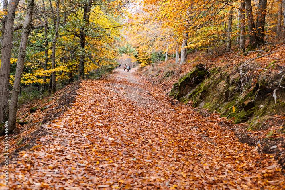 Fototapeta premium Autum - Portugal