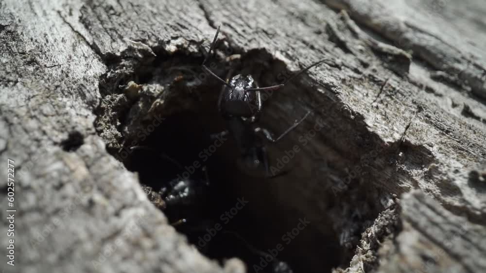 Ants come out of the hole in the wood Ants come out of the hole in the wood