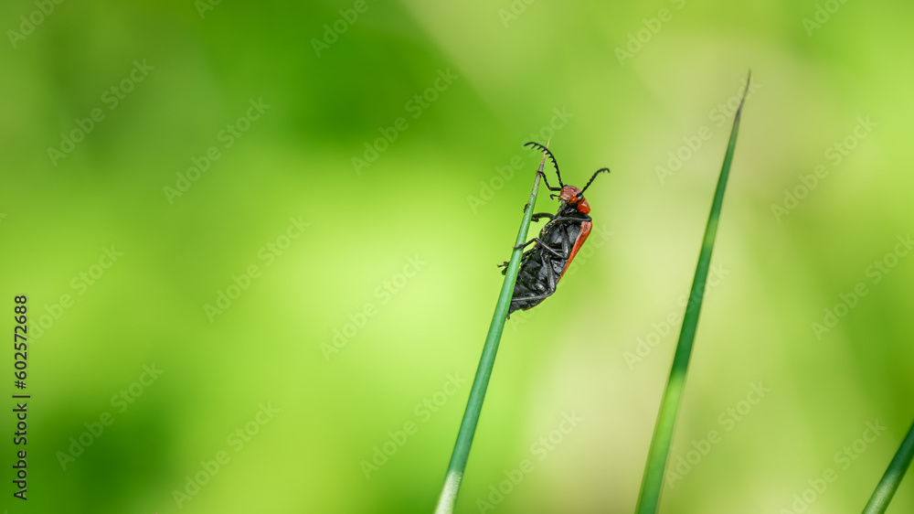 beautiful red bug balancing on the tip of a blade of grass while looking straight to the viewer and welcoming to his habitat with selective focus and copy space. funny animal pose as nature concept. beautiful red bug balancing on the tip of a blade of grass while looking straight to the viewer and welcoming to his habitat with selective focus and copy space. funny animal pose as nature concept.