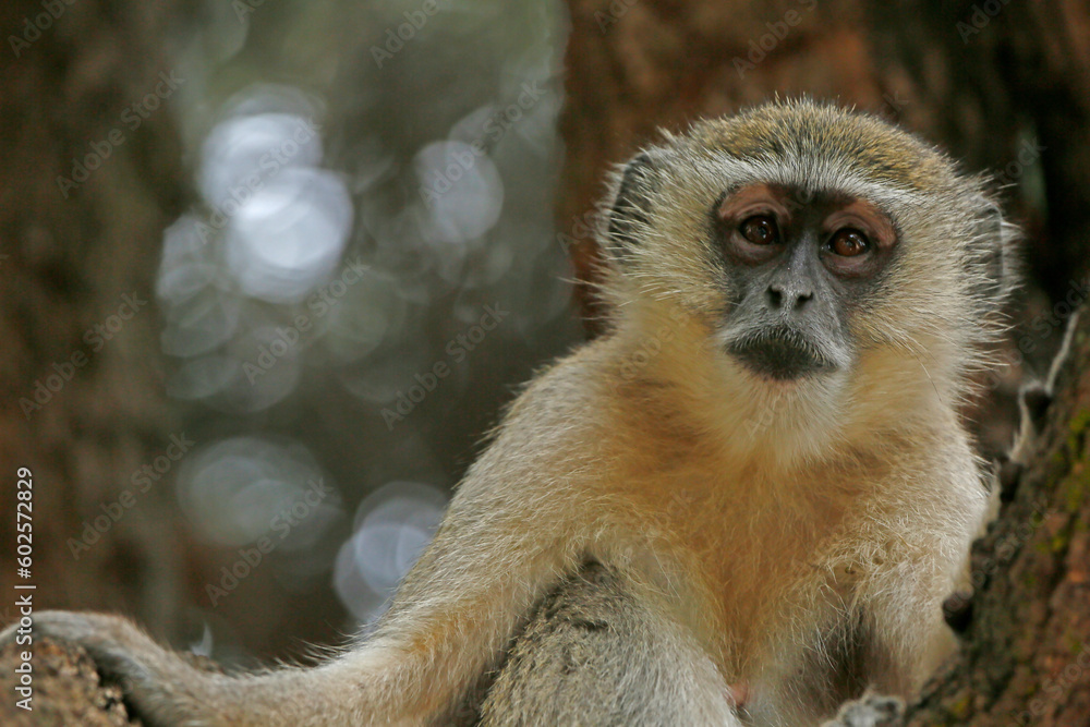 Obraz premium Vervet monkey