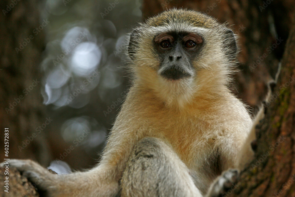 Naklejka premium Vervet monkey