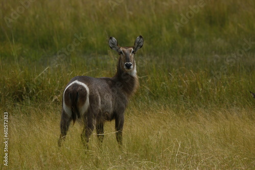 Canvas Print waterbuck doe