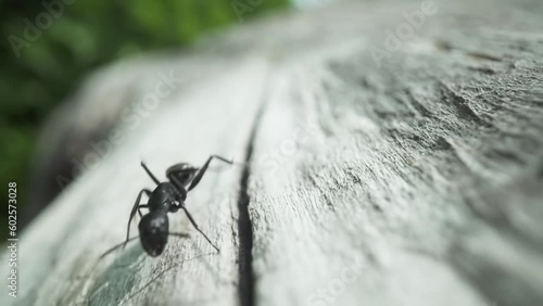 Black ant runs on the wood