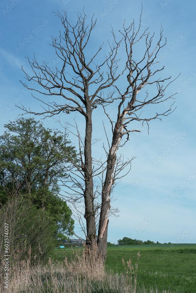 Obraz premium Bäume mit trockenen kahlen Ästen am Rand des Feuchtgebietes