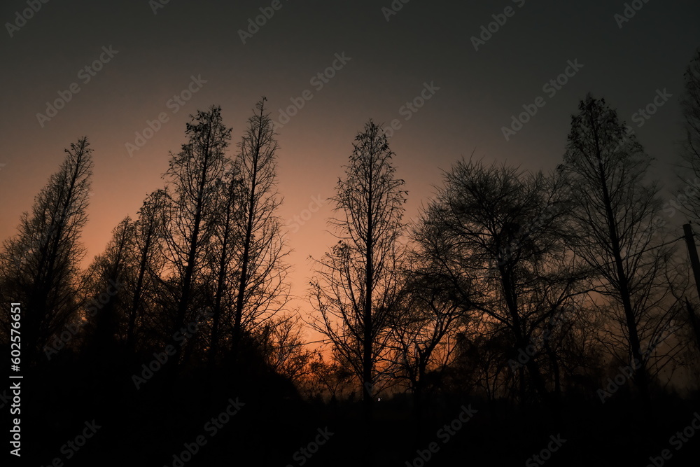 Naklejka premium sunset in the forest