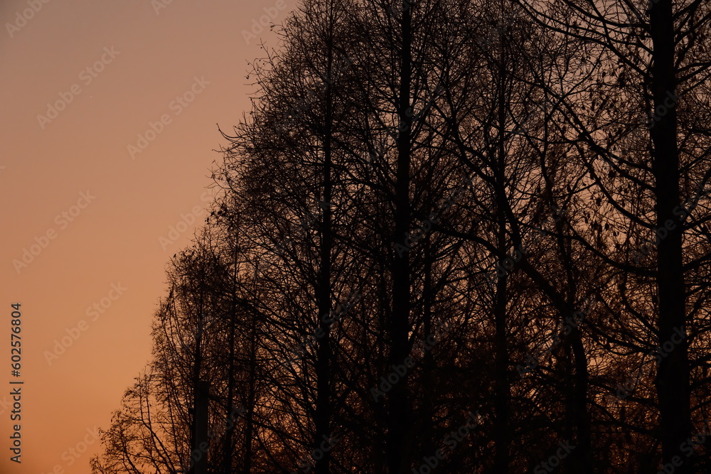 sunset in the trees sunset in the trees