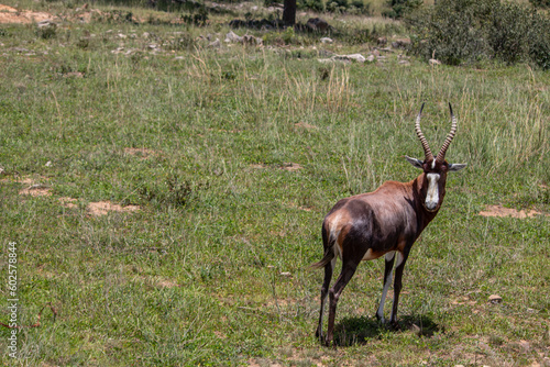 The blesbok or blesbuck (Damaliscus pygargus phillipsi) is a subspecies of the bontebok antelope endemic to Southern African counties, picture taken in savannah, in Imire national park, Zimbabwe