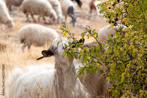 A sheep eats the leaves of a tree on sunny autumn day. Vayots Dzor Province, Armenia.