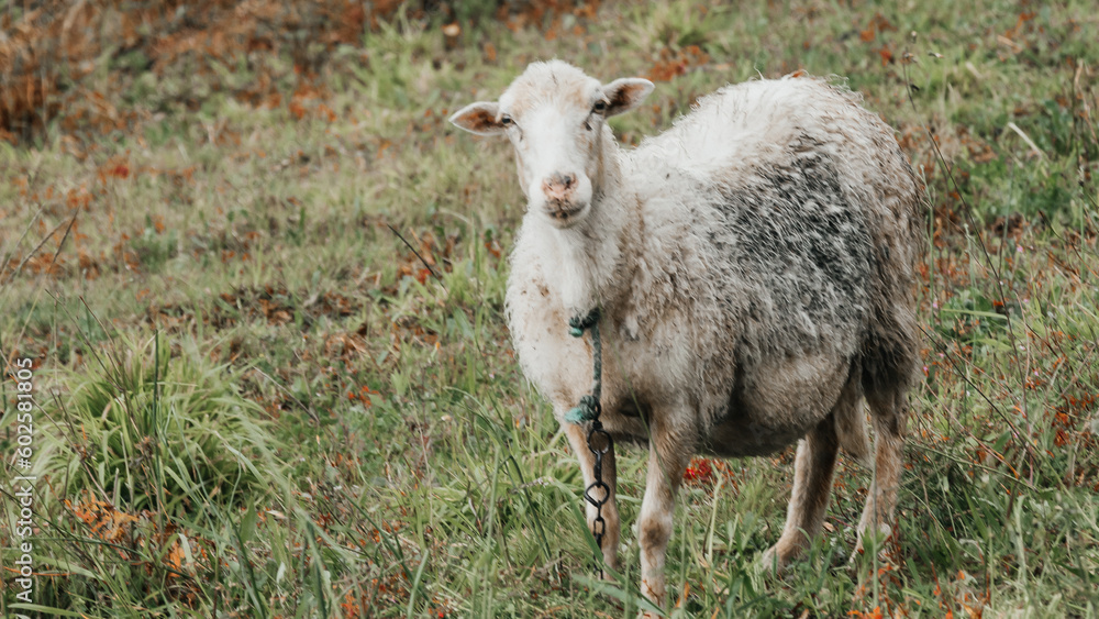 sheep in a field