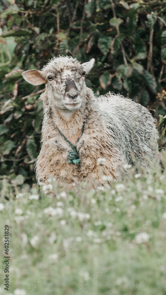 sheep in the field sheep in the field