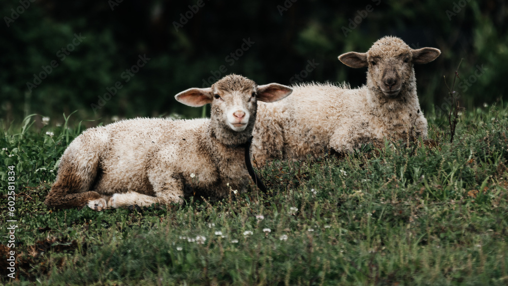 Fototapeta premium sheep in the field
