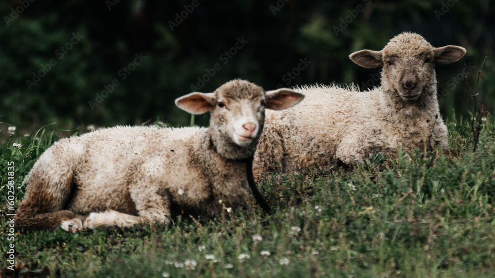 Fototapeta premium sheep in the field