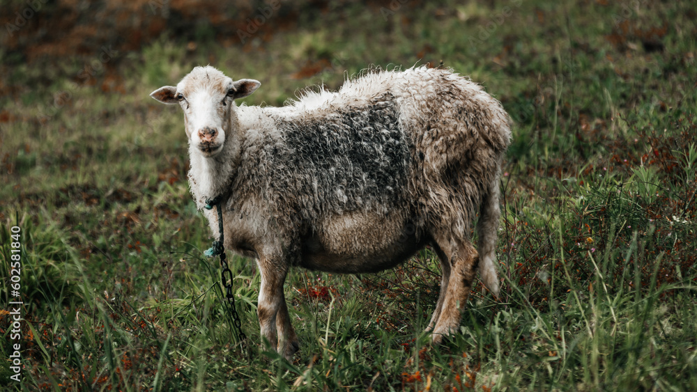 Fototapeta premium sheep and lamb