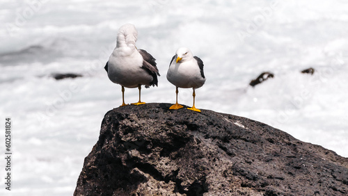 seagull on the rocks