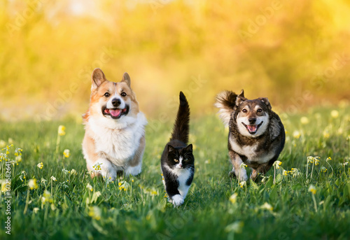 friends a cat and two cheerful dogs run through a sunny meadow on the grass on a spring day