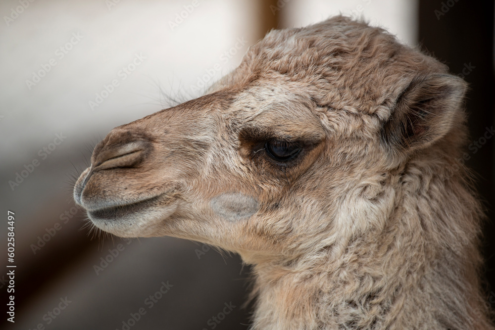Obraz premium Portrait d'un jeune chameau