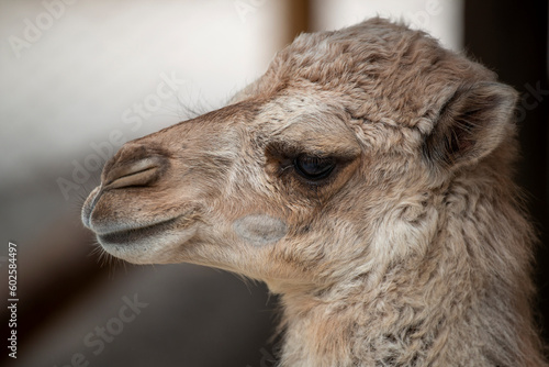 Portrait d'un jeune chameau