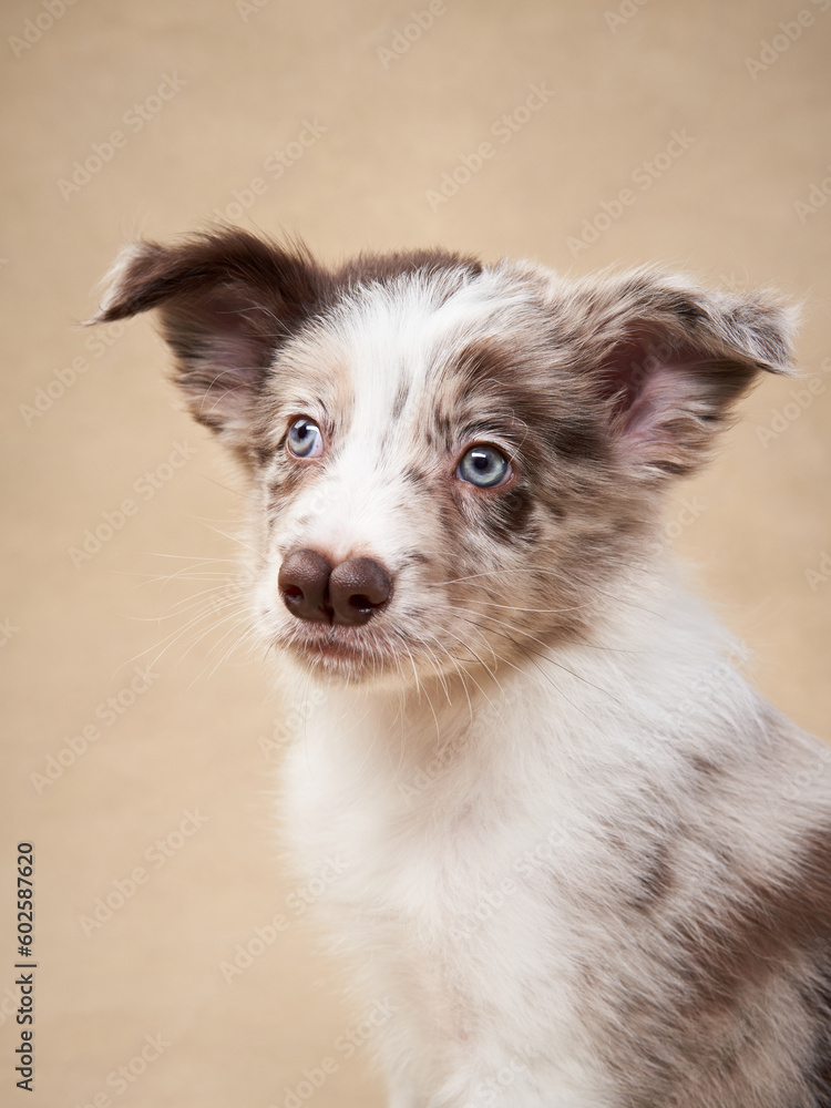 Funny puppy on a beige background. one month old border collie in studio. Dog in studio Funny puppy on a beige background. one month old border collie in studio. Dog in studio
