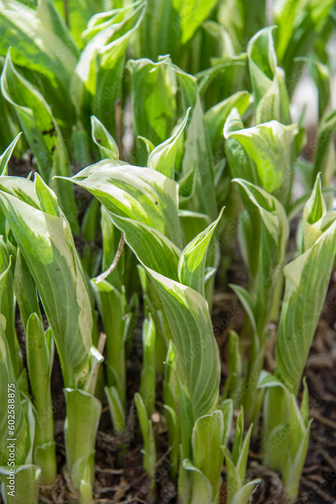 Close-up of the first leaves of a hosta in early spring. Close-up of the first leaves of a hosta in early spring.