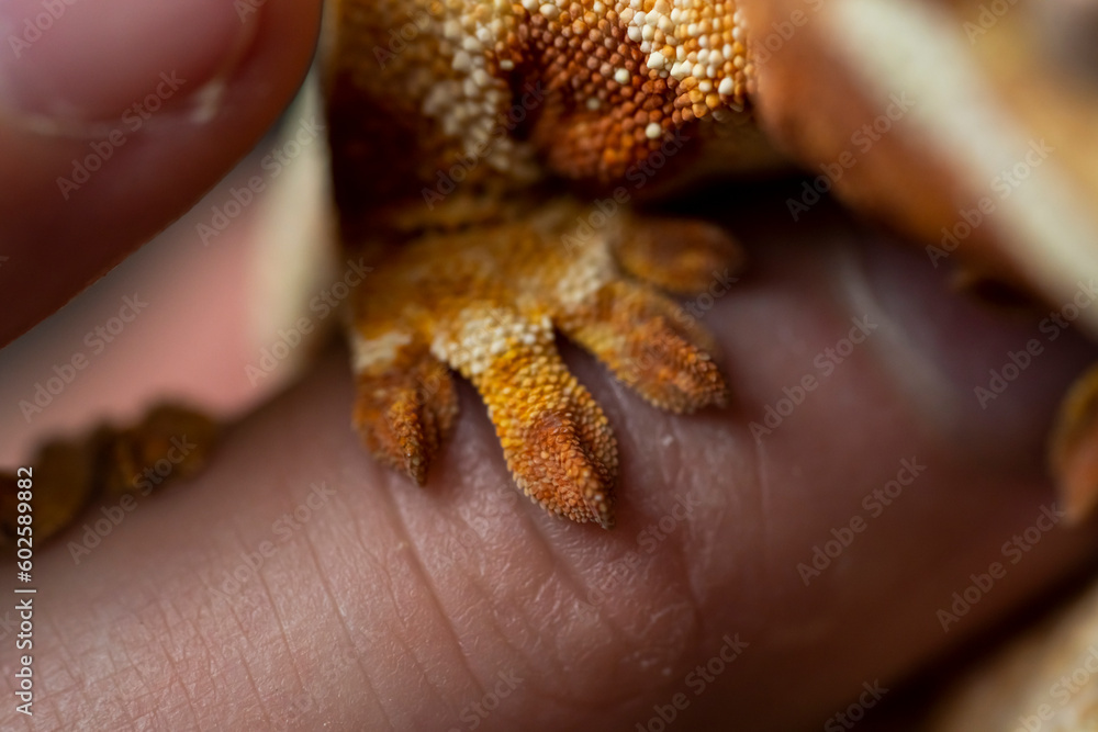 Correlophus ciliatus (crested gecko) is a species of gecko native to southern New Caledonia. Correlophus ciliatus (crested gecko) is a species of gecko native to southern New Caledonia.