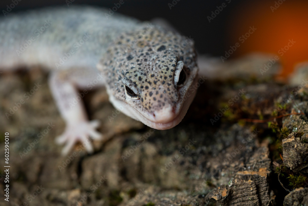Leopard gecko (Latin: Eublepharis macularius). sitting on a brunch. Macro photo. Leopard gecko (Latin: Eublepharis macularius). sitting on a brunch. Macro photo.