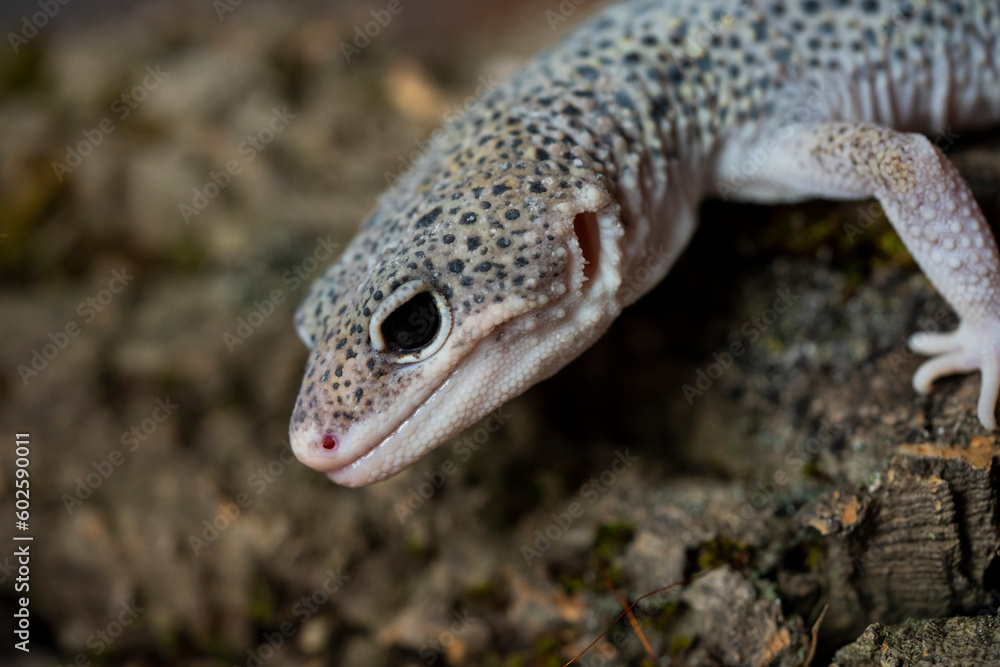 Naklejka premium Leopard gecko (Latin: Eublepharis macularius). sitting on a brunch. Macro photo.