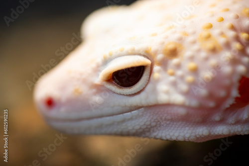 A Blazing Blizzard is a combination of the Blizzard morph and any of the 3 Albino strains. A Blazing Blizzard is a Blizzard which will have more of a yellow coloring.