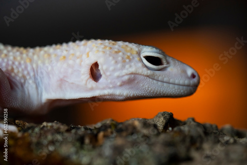 A Blazing Blizzard is a combination of the Blizzard morph and any of the 3 Albino strains. A Blazing Blizzard is a Blizzard which will have more of a yellow coloring.