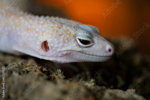 A Blazing Blizzard is a combination of the Blizzard morph and any of the 3 Albino strains. A Blazing Blizzard is a Blizzard which will have more of a yellow coloring.