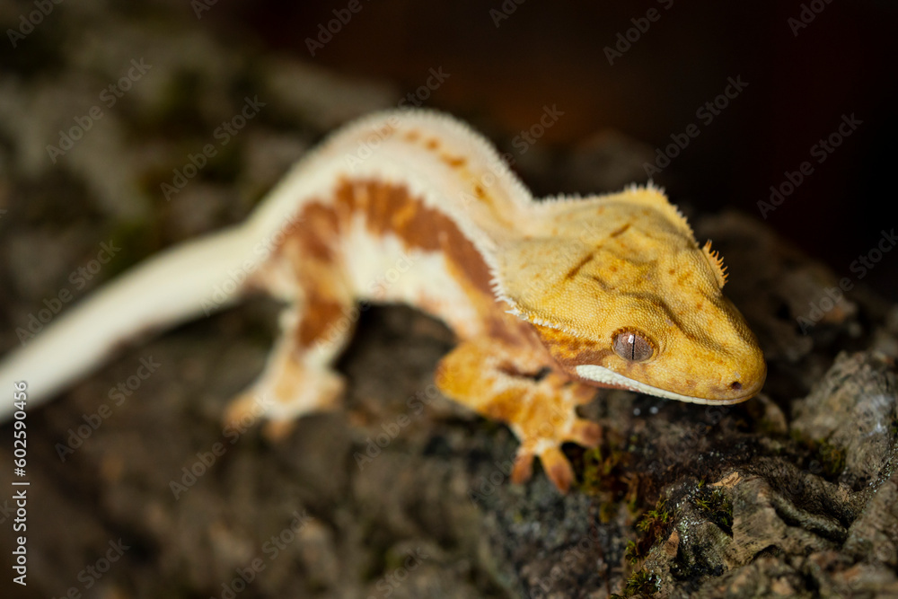 Correlophus ciliatus (crested gecko) is a species of gecko native to southern New Caledonia. Correlophus ciliatus (crested gecko) is a species of gecko native to southern New Caledonia.