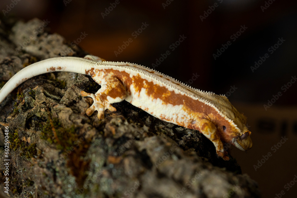 Correlophus ciliatus (crested gecko) is a species of gecko native to southern New Caledonia.