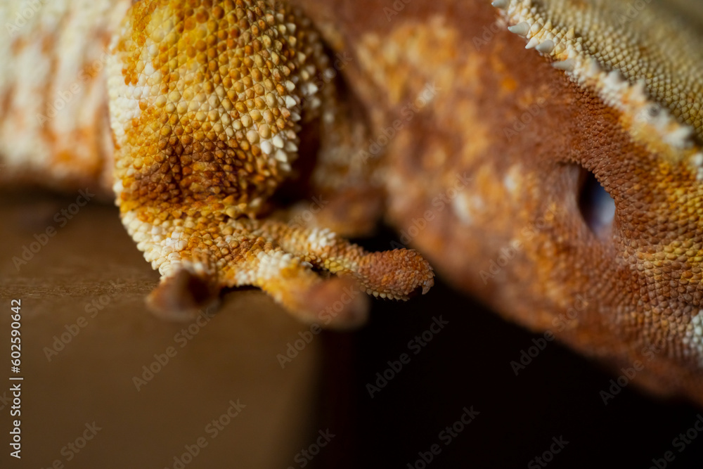 Obraz premium Correlophus ciliatus (crested gecko) is a species of gecko native to southern New Caledonia.