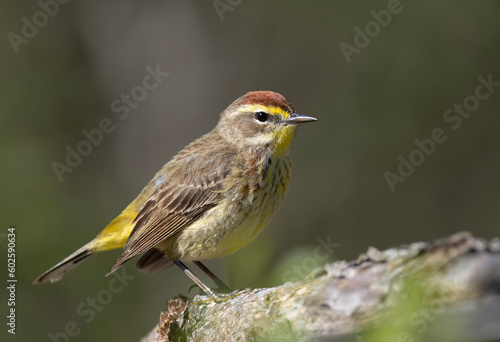Palm warbler perched on branch in spring in Ottawa, Canada