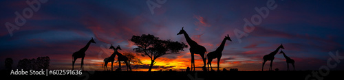 Panorama silhouette Giraffe family and tree in africa with sunset.Tree silhouetted against a setting sun.Typical african sunset with acacia trees in Masai Mara  Kenya