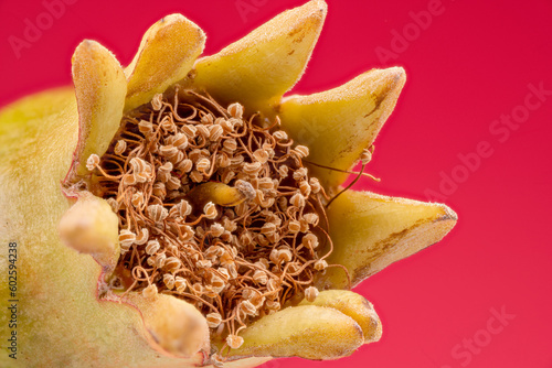 Fototapet Macro shot of a ripening pomegranate flower with many stamens and a pistil against a red background