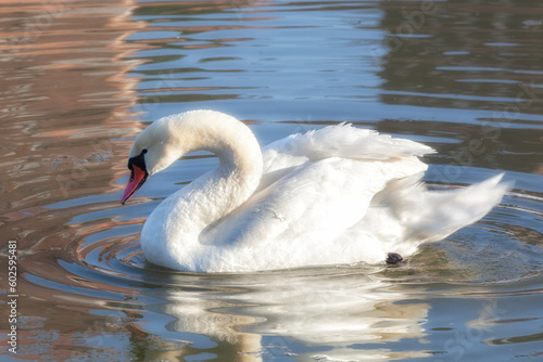 Beautiful Mute swan floats on the lake. Close-up