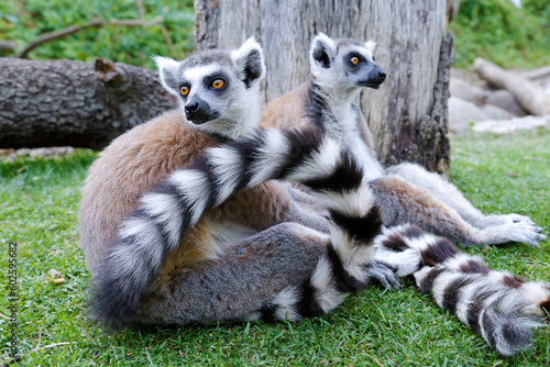 Close-up of two ring-tailed lemur (Lemur catta) © Raquel Pedrosa