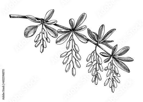 Decorative autumn plant sketch. Barberry branch drawing. Hand drawn botanical element in sketch style. Sketched fall leaves and berries  illustrations. For Thanksgiving day design.