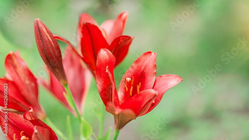 Red lilies on a blurred green background. Selective focus on a beautiful bush of blooming flowers and green leaves under sunlight in summer. Greeting card, invitation and border mockup.