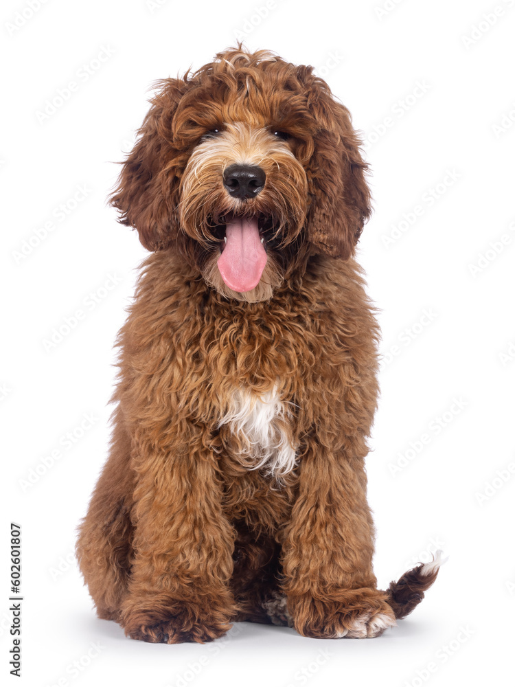 Adorable Autralian Cobberdog aka Labradoodle dog pup, sitting up facing front panting with tongue out. Looking towards camera. White spots on chest and toes. Isolated on a white background. Adorable Autralian Cobberdog aka Labradoodle dog pup, sitting up facing front panting with tongue out. Looking towards camera. White spots on chest and toes. Isolated on a white background.