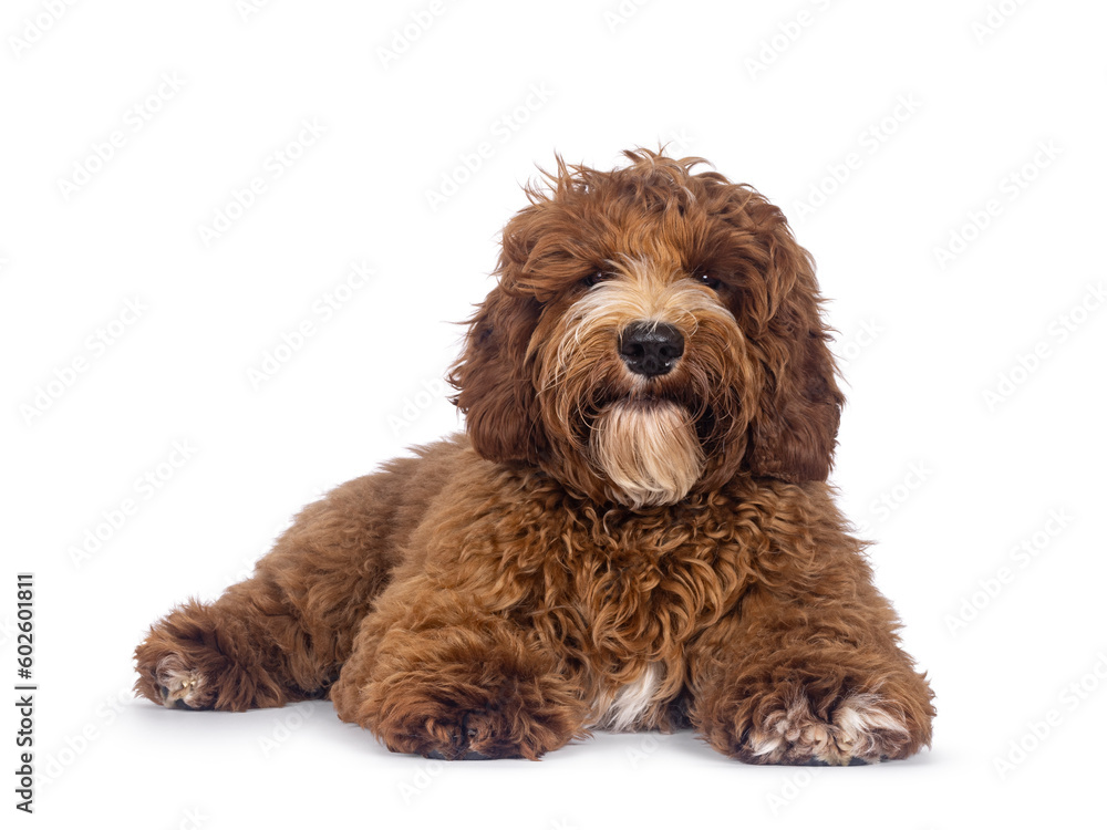 Adorable Autralian Cobberdog aka Labradoodle dog pup, laying down facing front. Looking towards camera. White spots on chest and toes. Isolated on a white background.