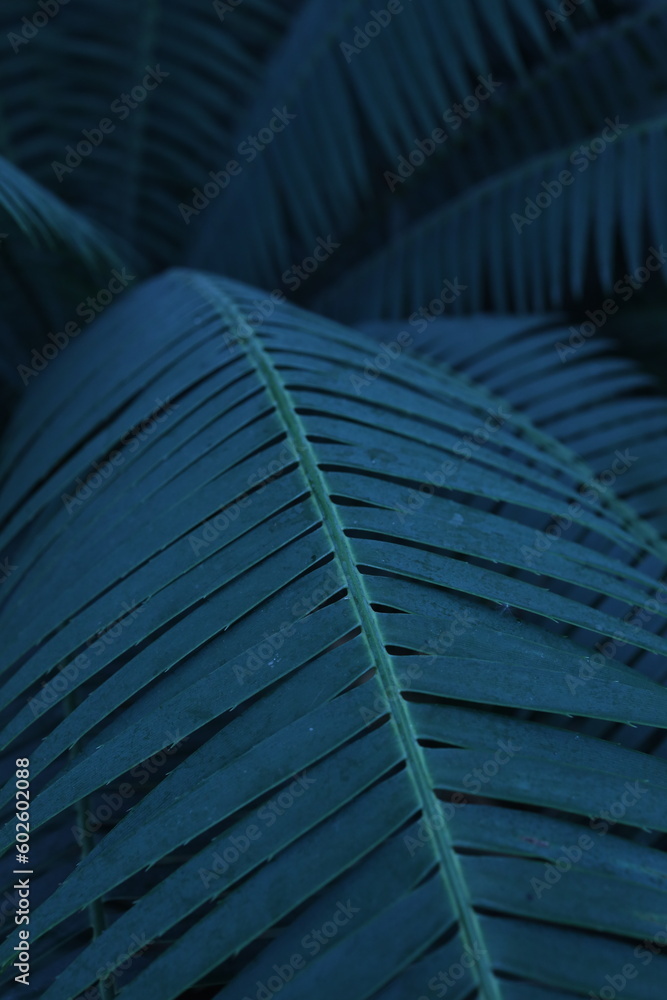 Naklejka premium Leaves 