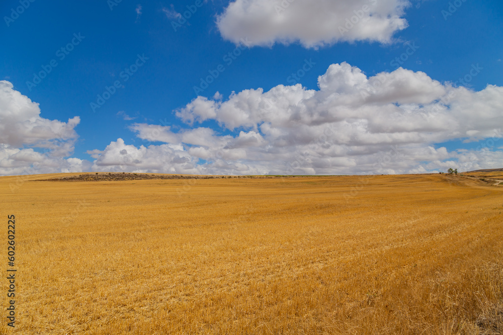 view of a crop field in Spain