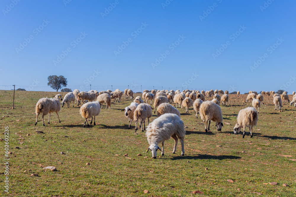 Obraz premium Sheeps pacing in the field