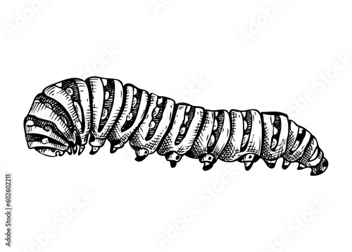 Sketched illustration of caterpillar. Hand drawn butterfly Metamorphosis sketch. Vintage insect vector drawing on white background. Wildlife design elements.