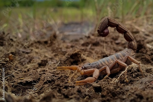 Indian red scorpion, Hottentotta tamulus, Maharashtra, India