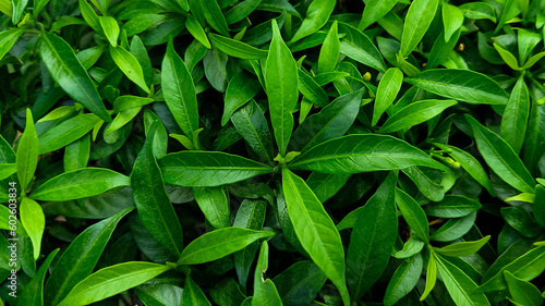 green leaves background