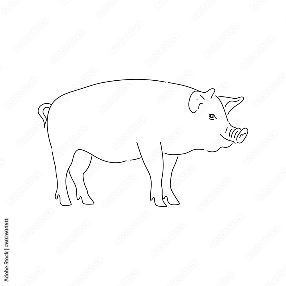 Hand drawn pig. Sketch vector illustration. Hand drawn pig. Sketch vector illustration.