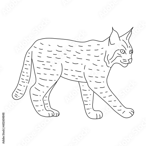 Doodle of Bobcat. Hand drawn vector illustration. photo