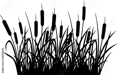 Reeds (PNG illustration of bulrush) photo